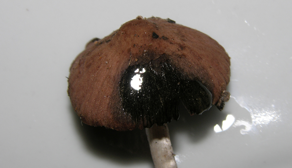 Psathyrella bipellis?
